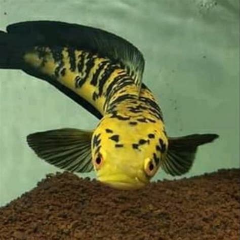 Cara Memilih Ikan Channa Yellow Sentarum