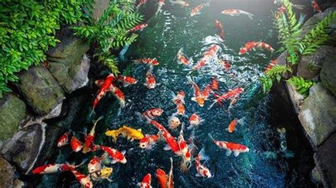 Arti Mimpi Melihat Ikan Hias Di Kolam