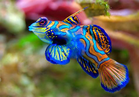 Ikan Hias Yang Bagus Untuk Aquarium