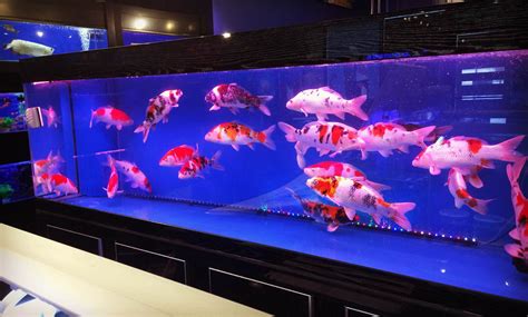 Ikan Koi Untuk Aquarium
