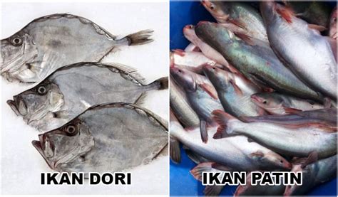 Ikan Dori Adalah Ikan Patin