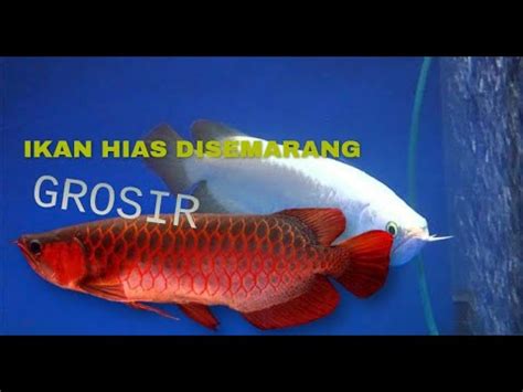 Ikan Hias Semarang