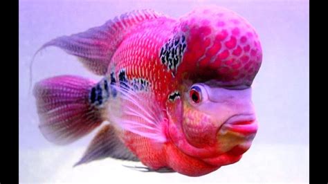 10 Ikan Hias Paling Populer Di Indonesia