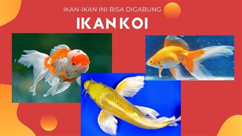 Ikan Koi Dan Koki