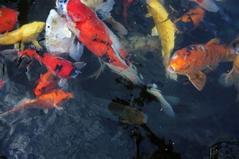How To Get A Koi Fish Permit