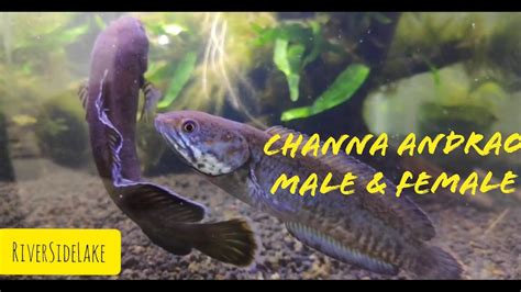 Channa Andrao Male And Female
