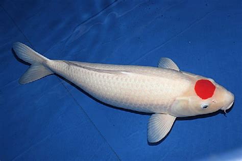 Gambar Ikan Koi Blitar