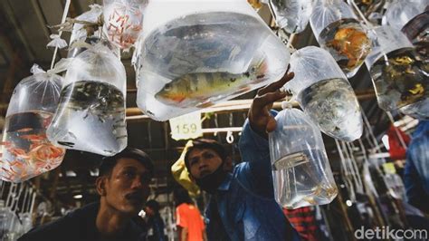 Pasar Ikan Hias Parung Bogor Jawa Barat