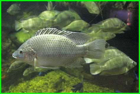 Ikan Herbivora Air Tawar