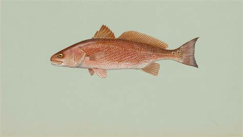 Difference Between Red Mullet And Red Snapper