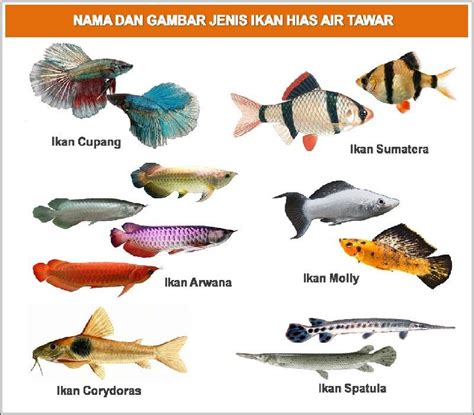 Nama Ikan Hias Jepang
