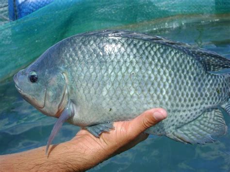 What Temperature Do Tilapia Live In