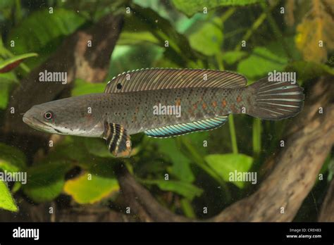 Channa Striatus Fish