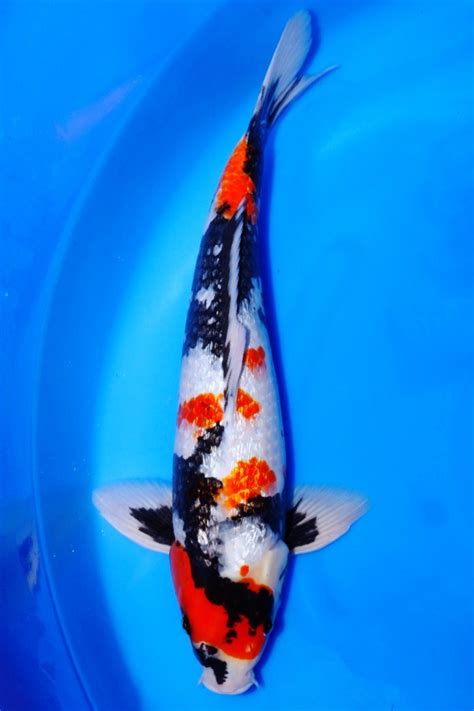 Ikan Koi Ginrin Showa