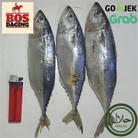 Grosir Ikan Hias Di Bandung