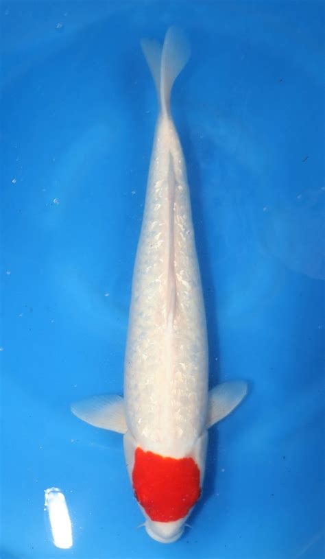 Bibit Ikan Koi Kohaku