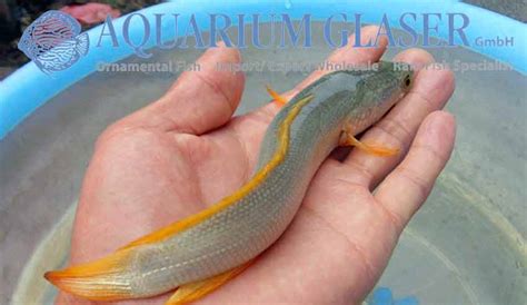 Ikan Channa Argus Albino